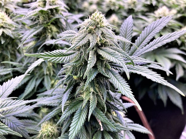 GTH Bud closeup october 27.jpg