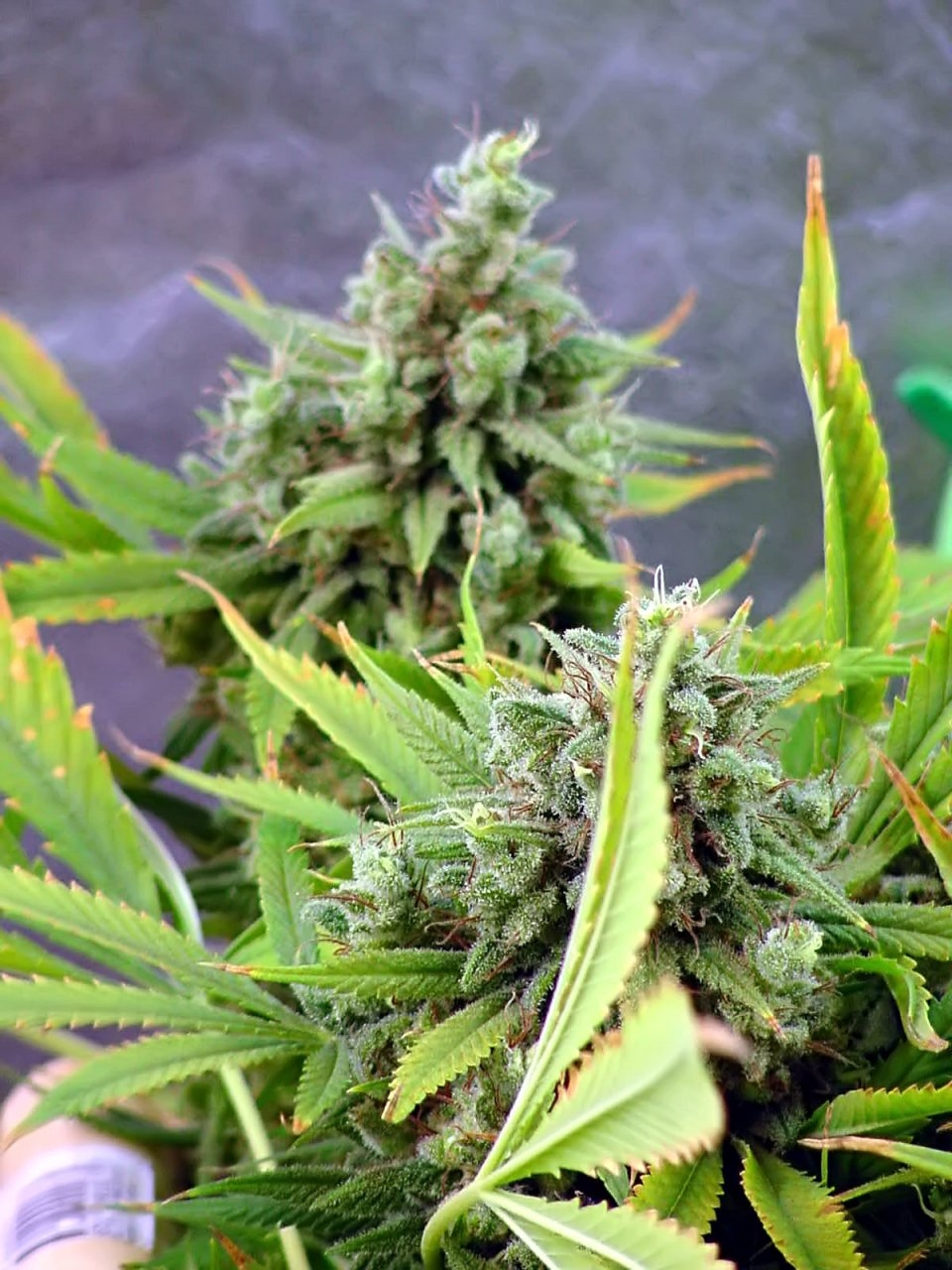 guawi_bud_week11_3.jpg