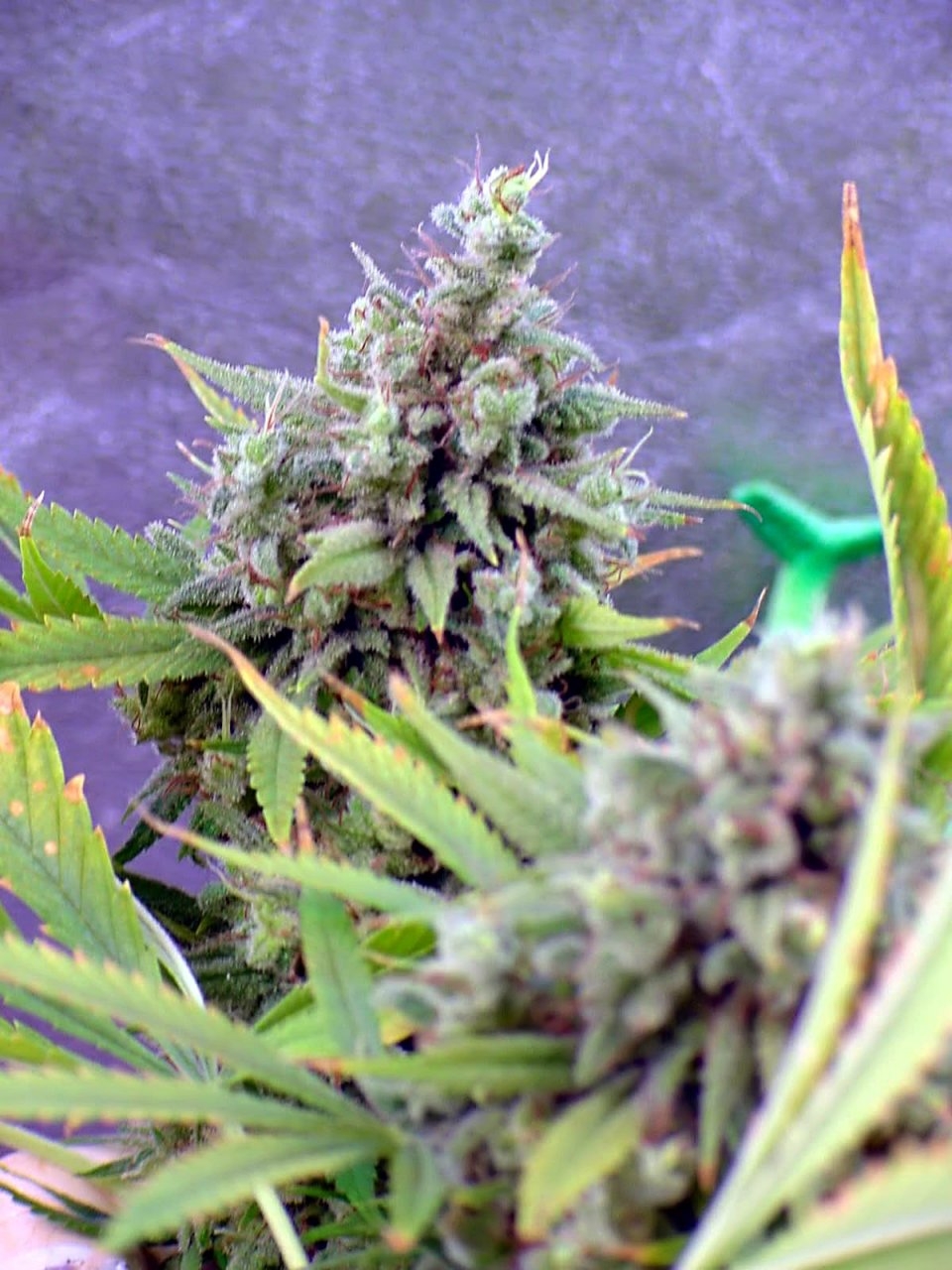 guawi_bud_week11_4.jpg