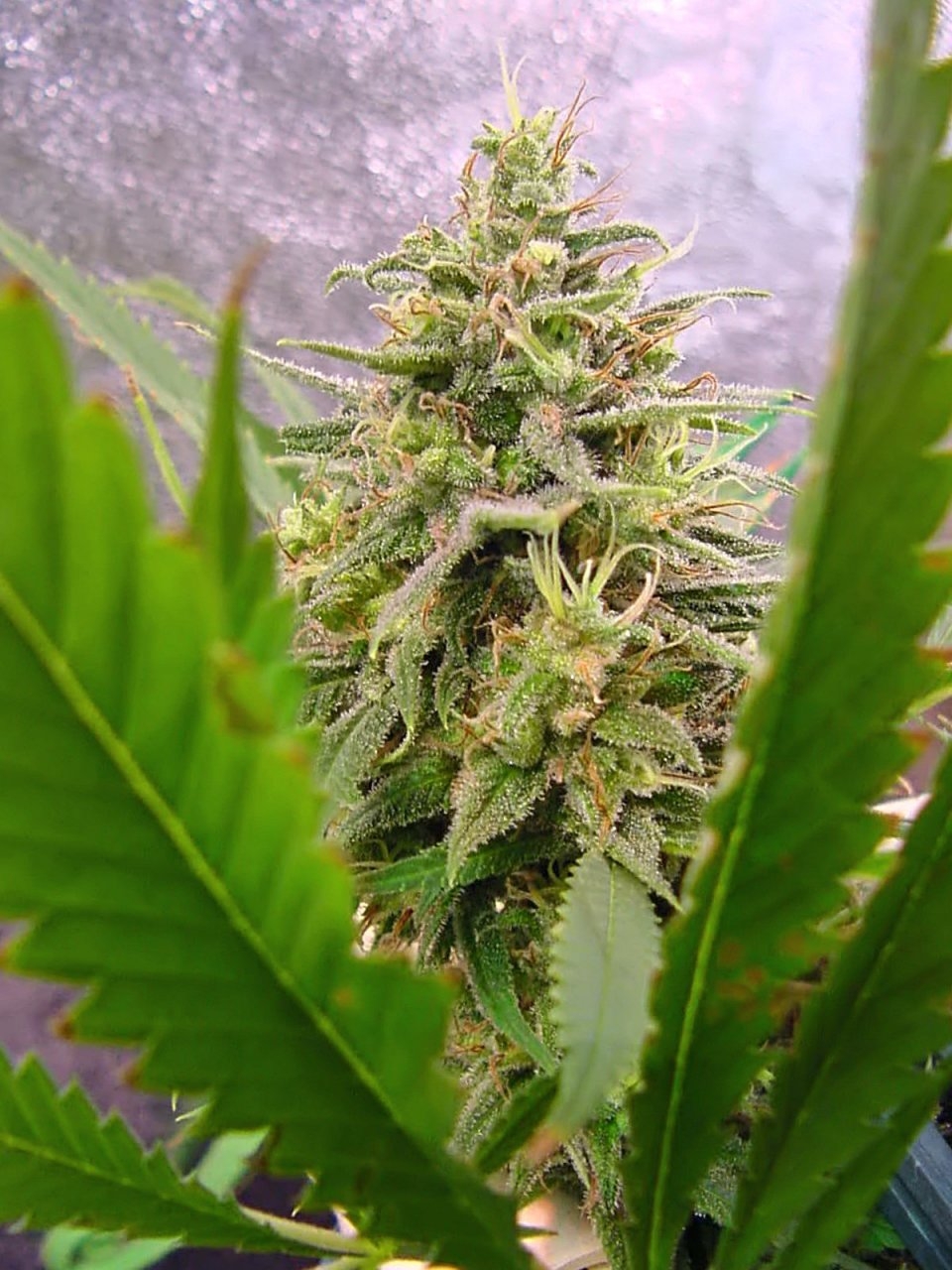 guawi_end_week8_bud_5a.jpg