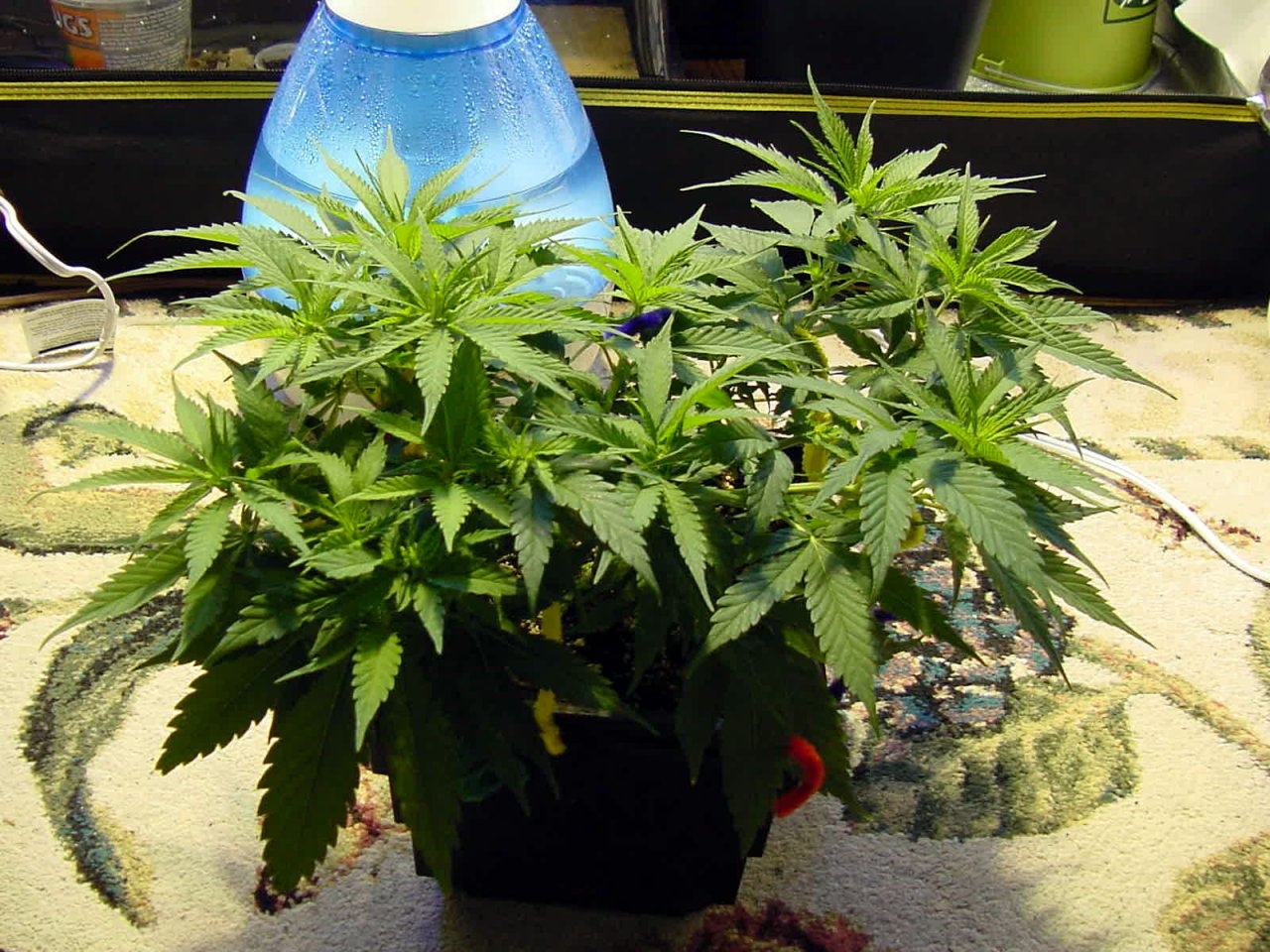 guawi_veg_day35_front_1.jpg