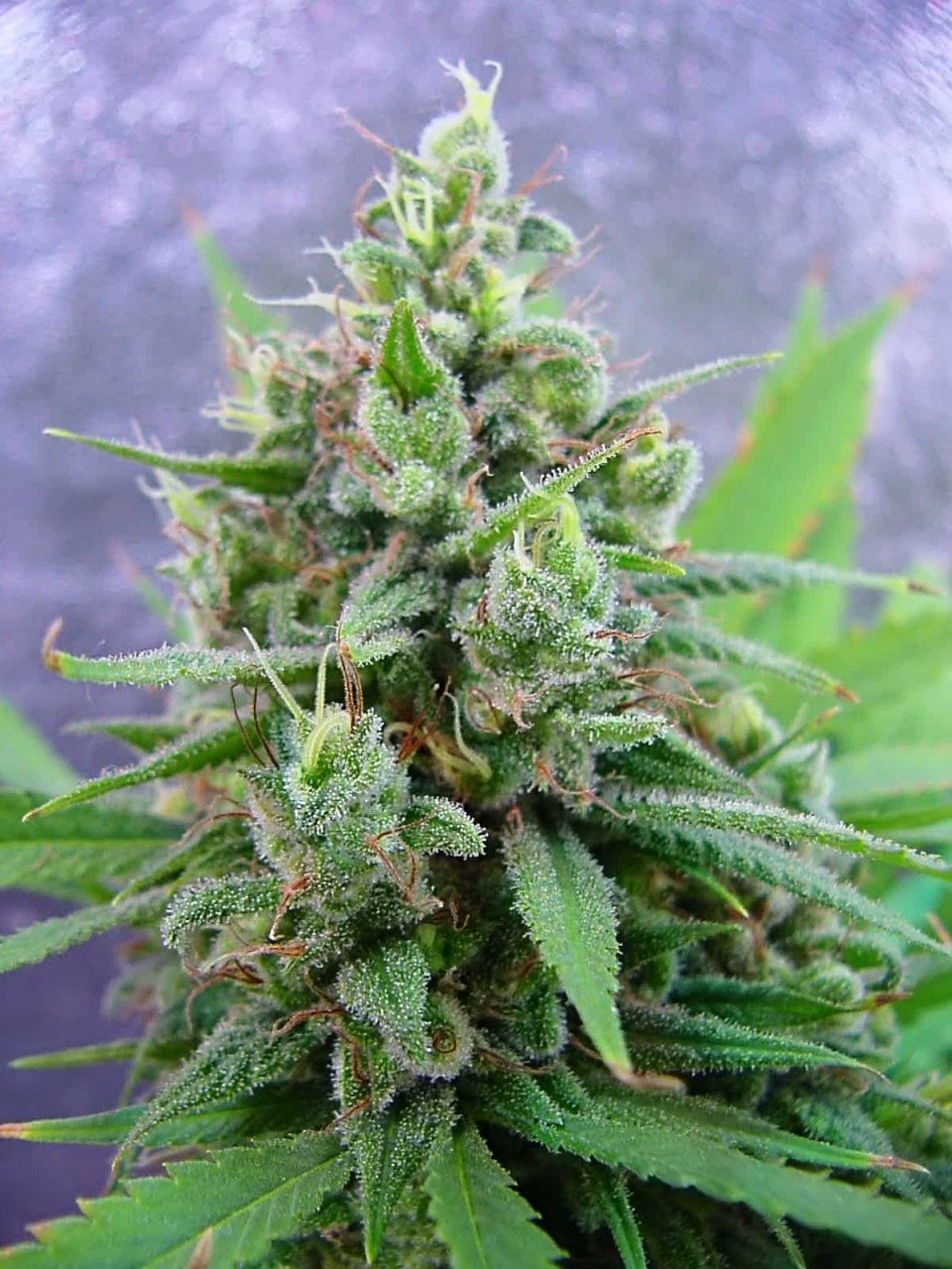 guawi_week10_bud_4.jpg