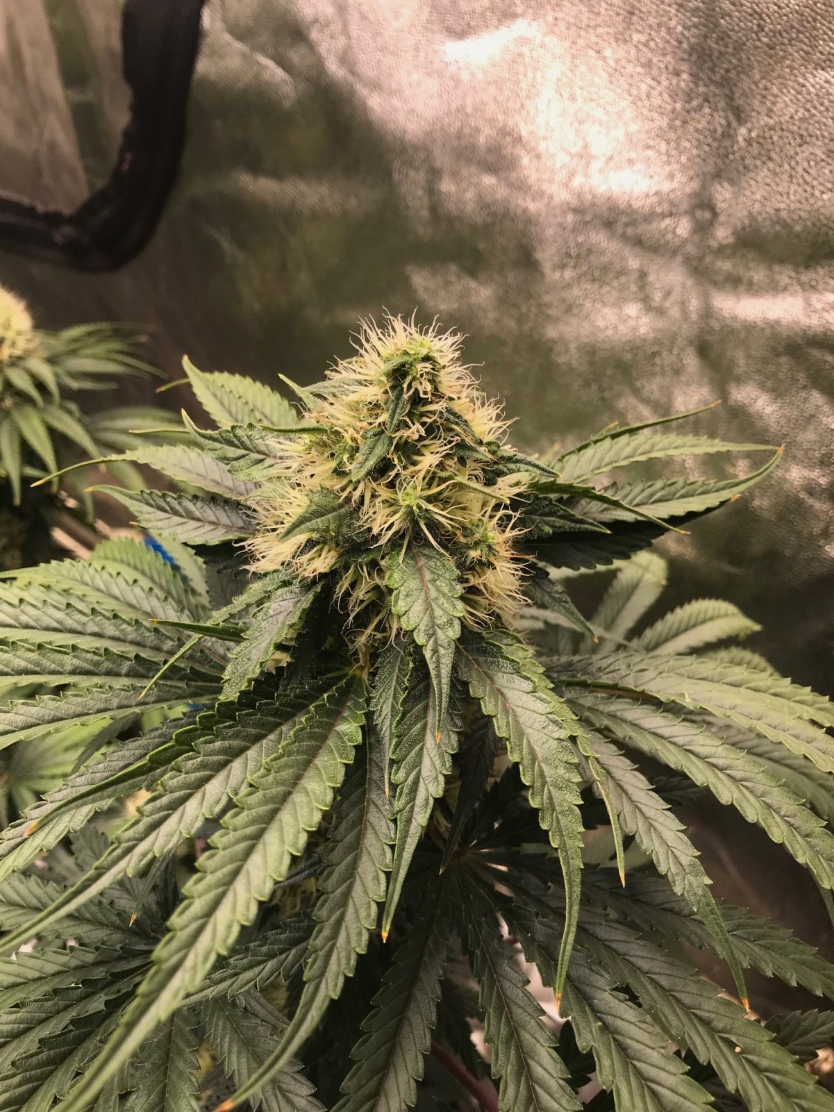 GxB bud 9-13-23 F46.jpg