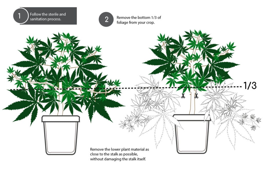 GYF-5-and-6-Cultivating-our-First-Cannabis-Plants_BodyIcons_edits_1-Lollipopping-2-1024x665.jpg