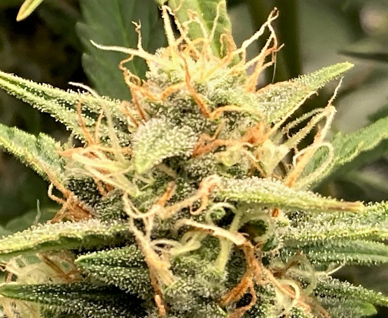 GZ bud closeup 2.jpg