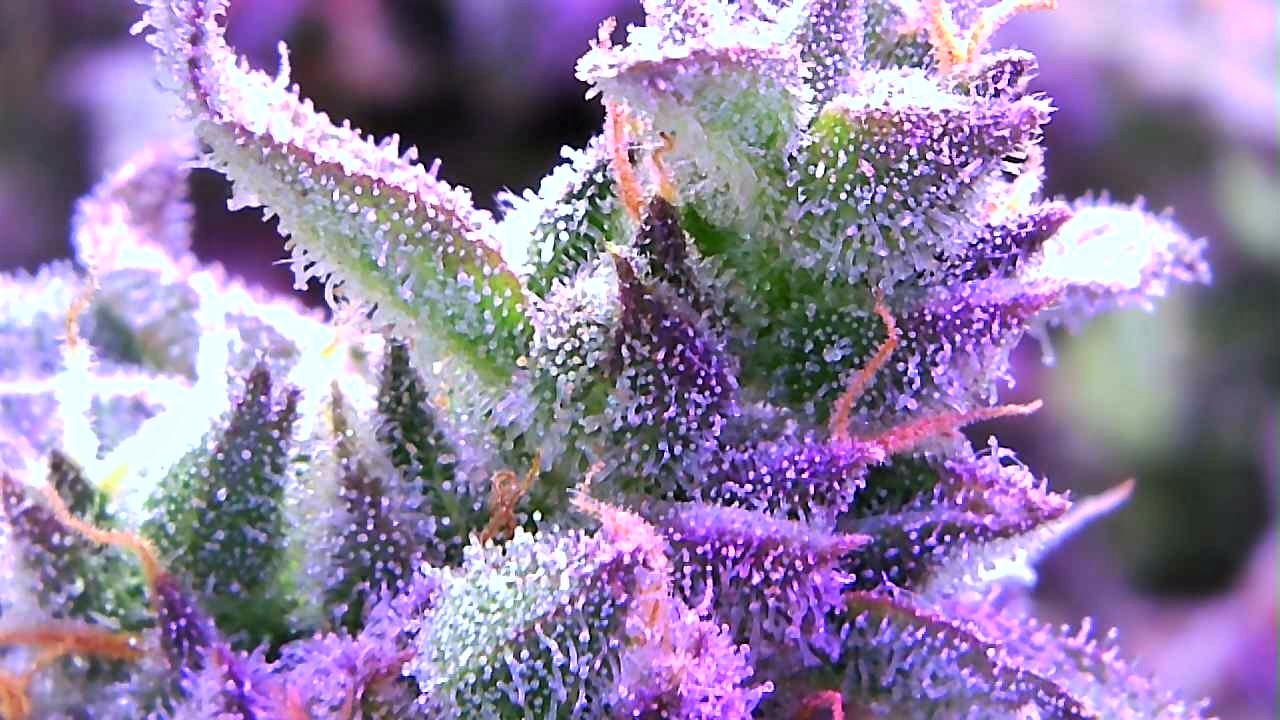 GZ trichomes 2.jpg