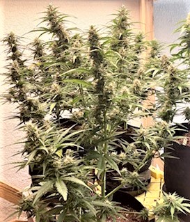 GZ whole plant buds pic.jpg