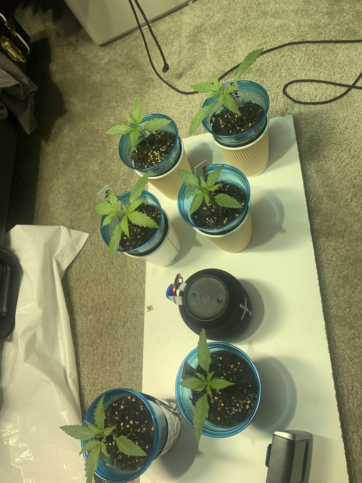 HealthySeedlings2.JPG