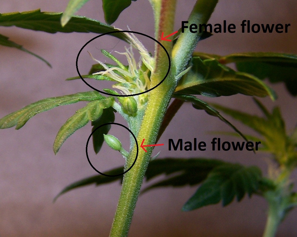 hermaphrodite-cannabis.jpg