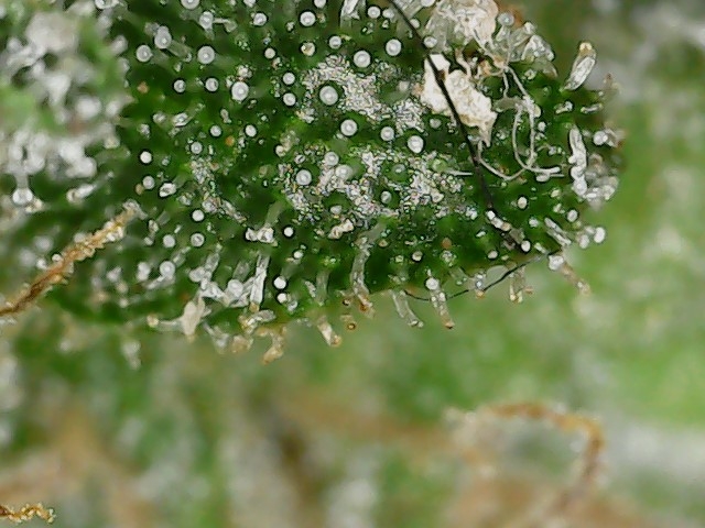 HL 5-23-24 F53 trichs (4).jpg