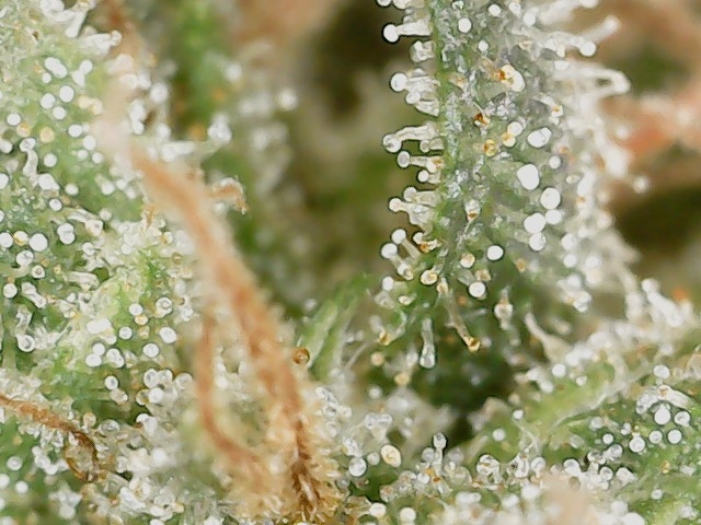 HL 6-10-24 F71 trichs (1).jpg