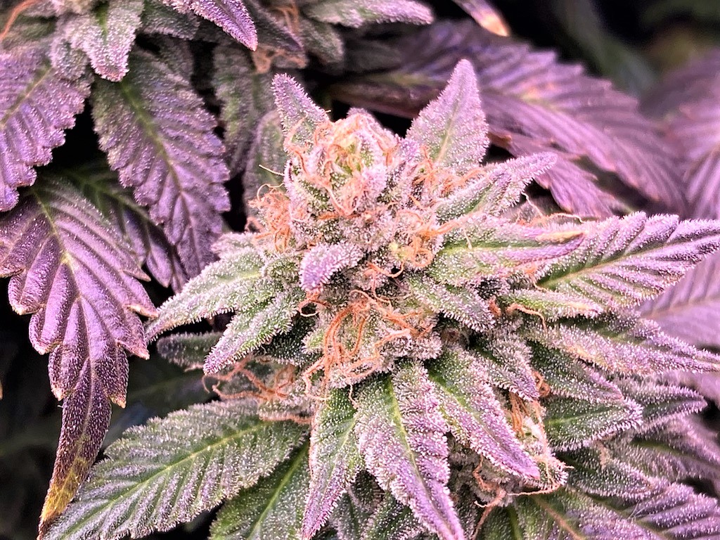 Hulk Bud 11 20.jpg