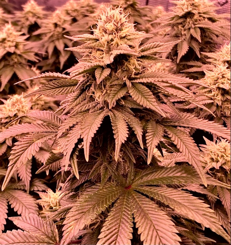 Hulkberry Big Bud 11 2.jpg