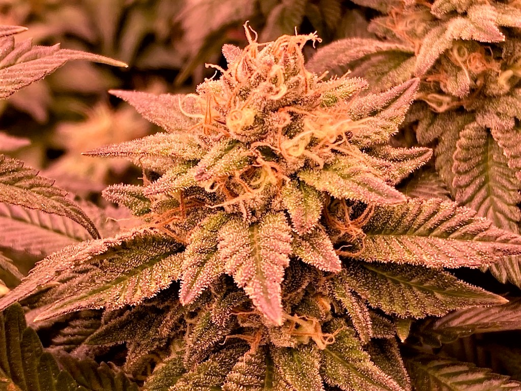 Hulkberry Bud 11 9 2.jpg