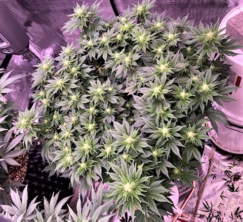 Hulkberry Day 17 Flower.jpg