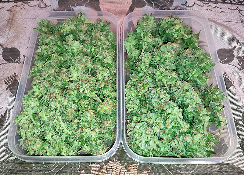 Humboldt_Dream_buds1.jpg