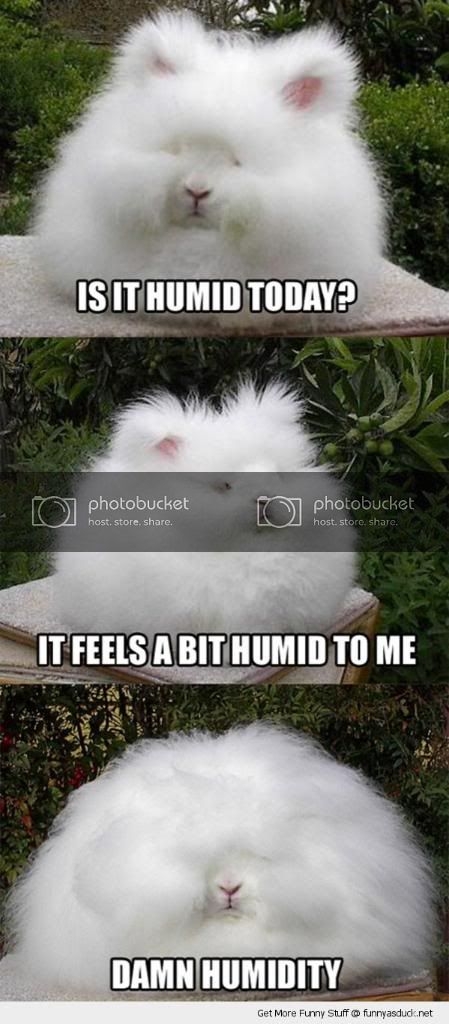 HumidFluffyDog-1.jpg