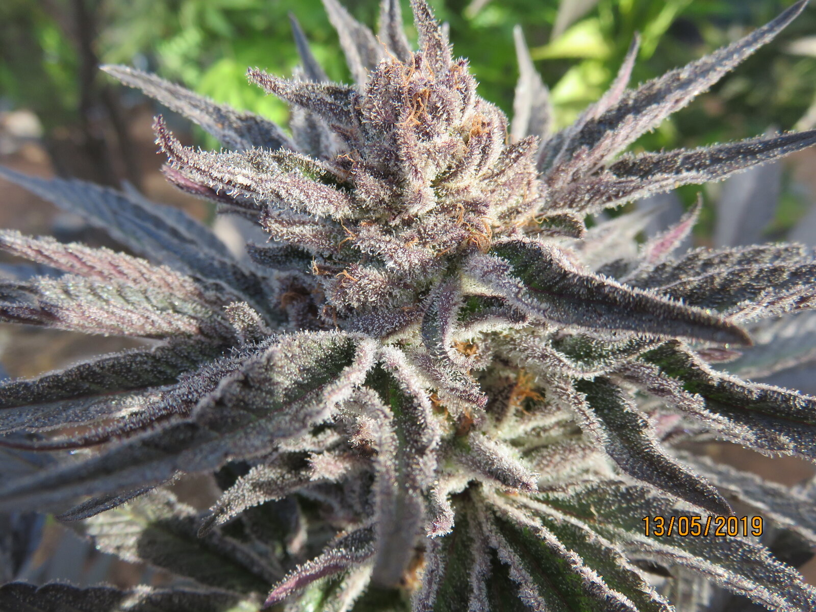 IHG Platinum Buffalo x GDP x C99 2.JPG