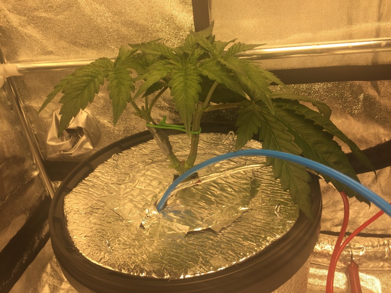 RQS Critical 6-Pot RDWC 1st Grow | Page 8 | 420 Magazine