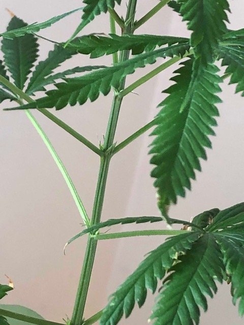 Help Me Sex My Plants Please 420 Magazine