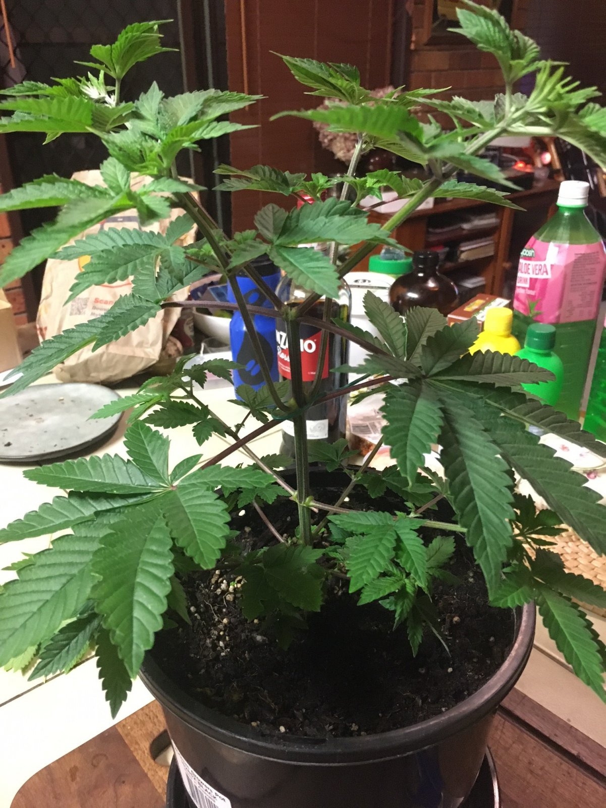 Indica Plant2_Day21 1.JPG