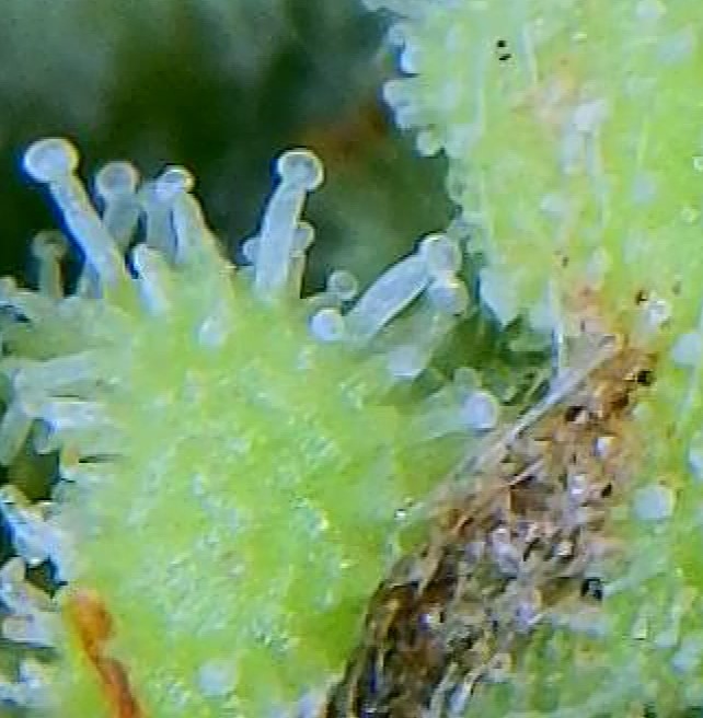 InsideChoc_Trichomes2_10312021.jpg