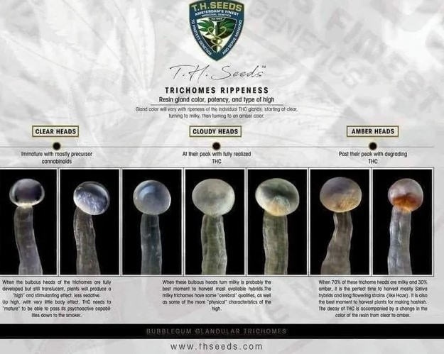 is-it-ready-to-harvest-trichome-reference-charts-v0-lri599vqlurb1.jpg