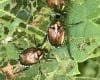 japanese-beetles-100x80.jpg