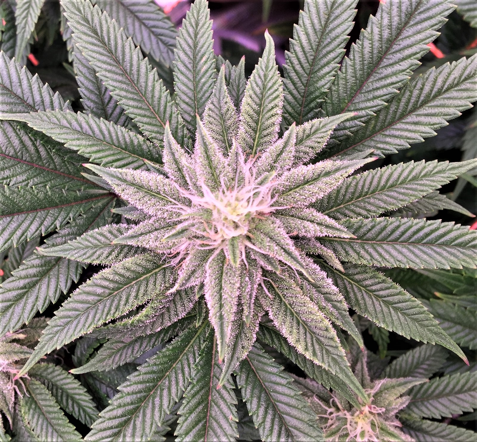 Jelly Rancher bud 3 in the scrog.jpg