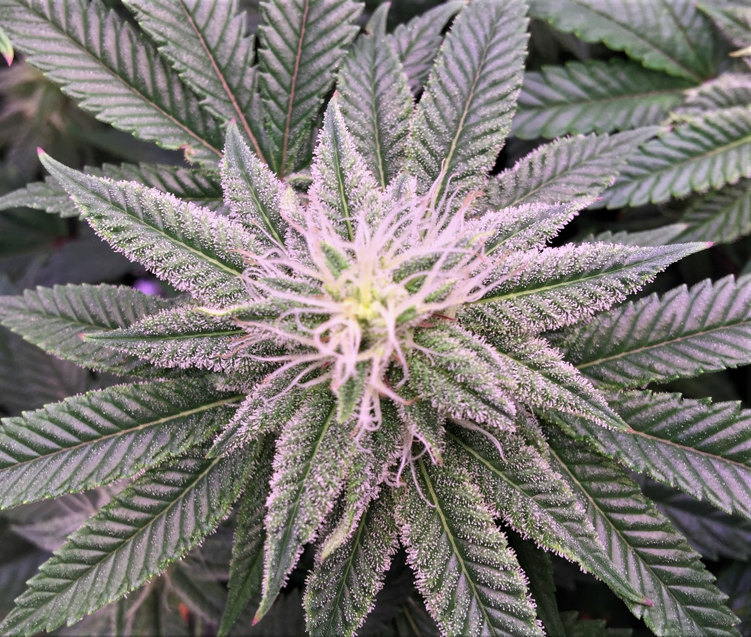 Jelly Rancher bud in the scrog.jpg