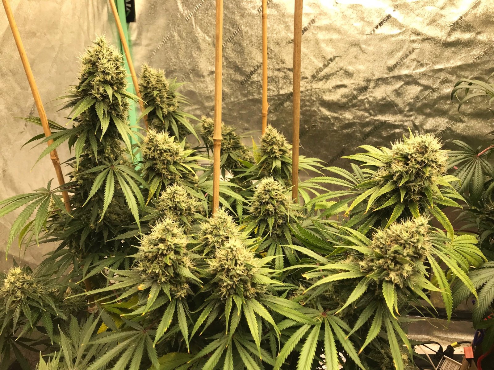 Kera bgum 6-21-22 F52 buds.jpg