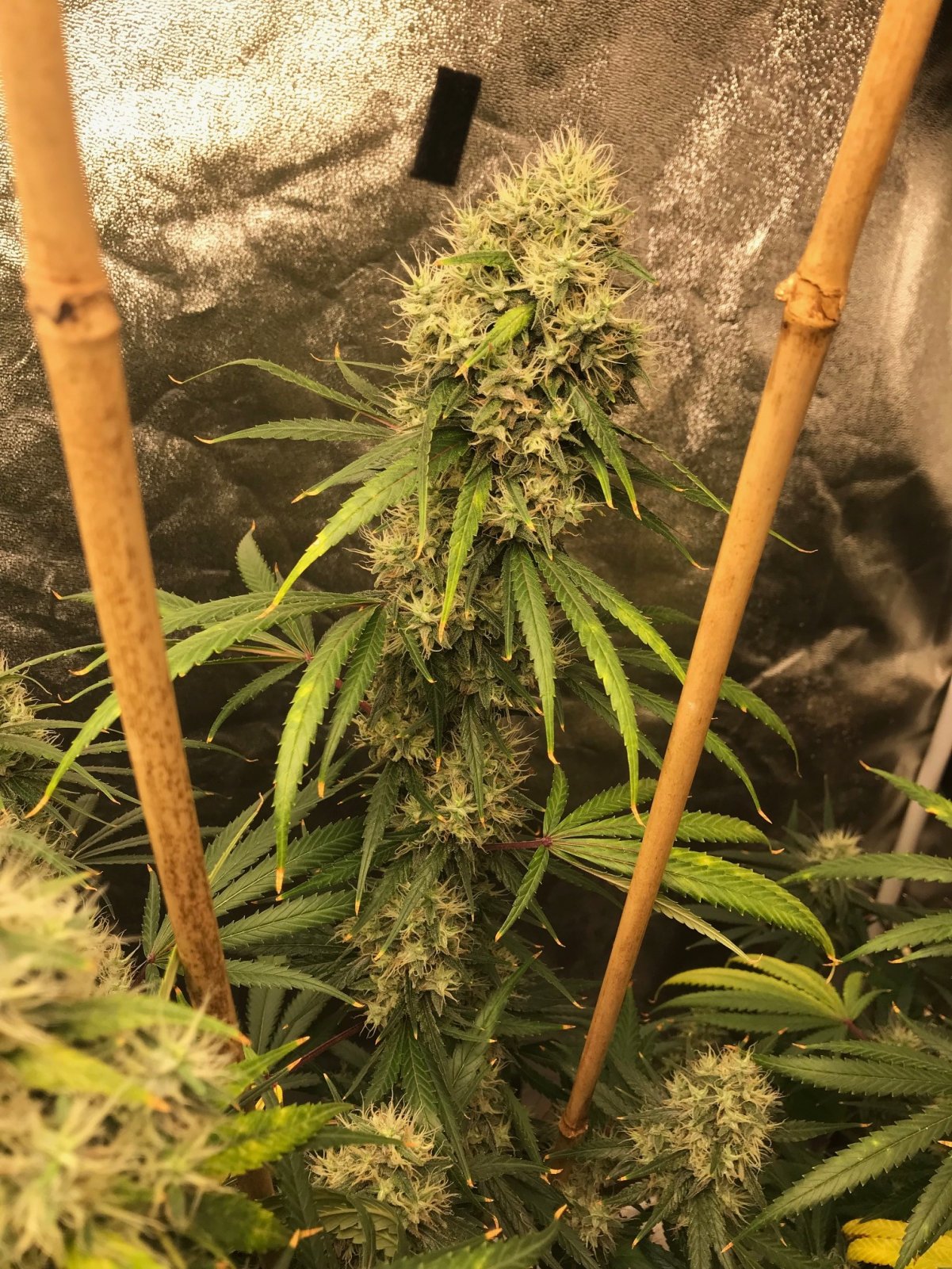 Kera clone bud 7-30-22 F50.jpg