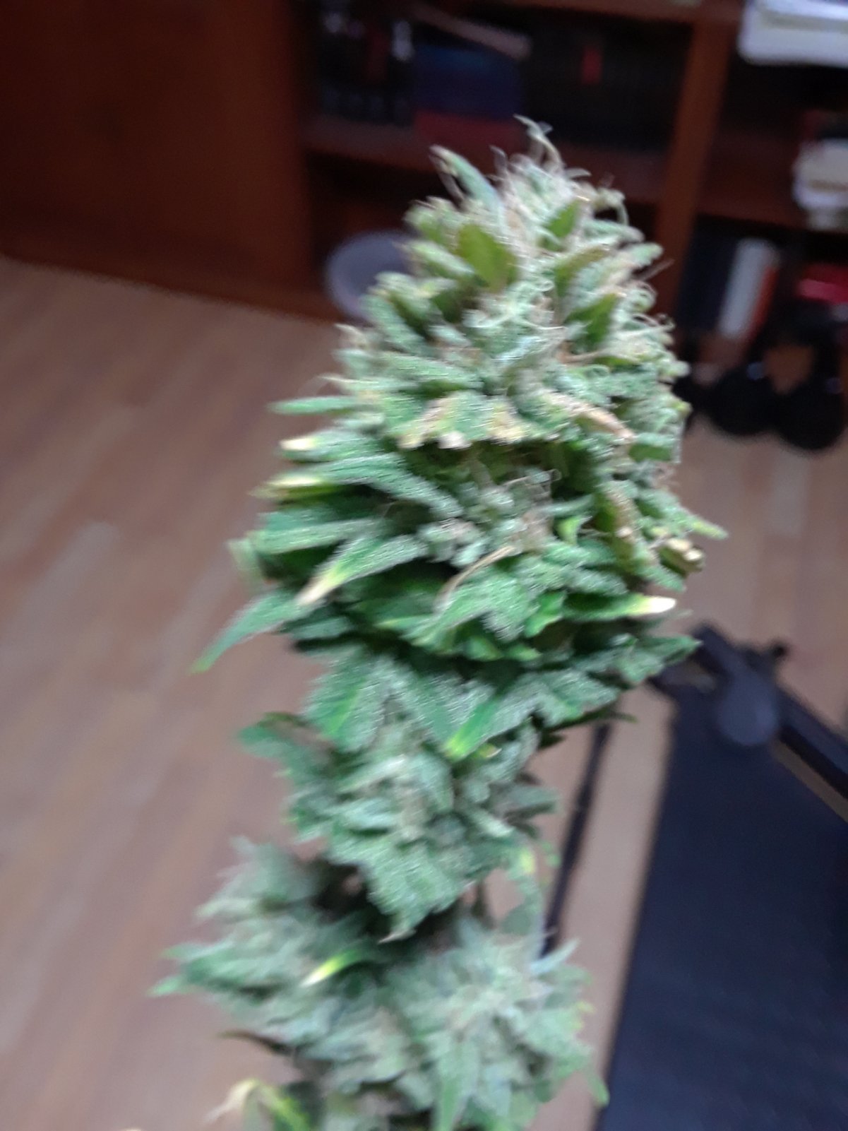 Krishna Bud.jpg