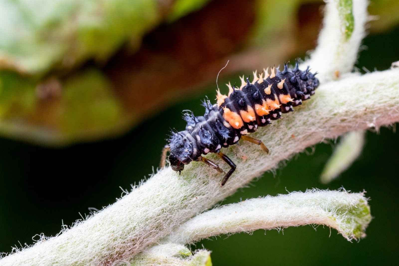 ladybug-larva-gabad5473a_1920.jpg