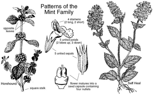 Mint Family Plants for Pest Spray