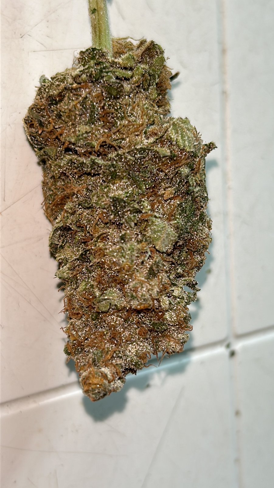 LB 6-28-24 dry nug.JPG