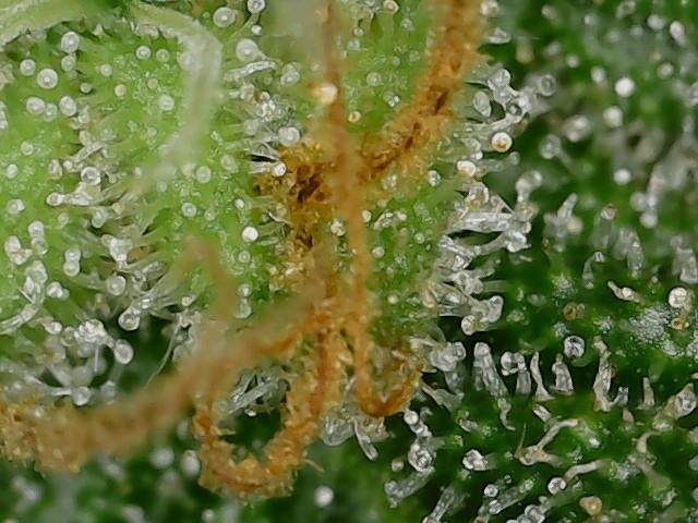 LB 6-4-24 F64 trichs (2).jpg