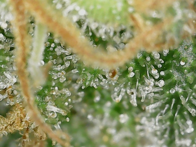 LB 6-4-24 F64 trichs (4).jpg