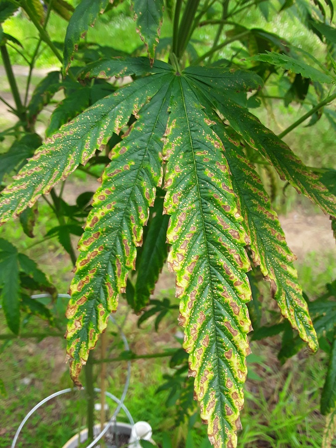 leafSeptoria-03.jpg