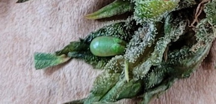 LeC harvest bud rot.jpg