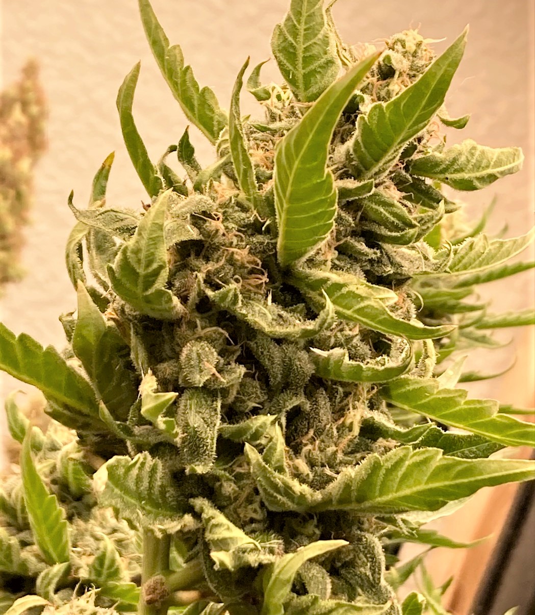 LED upper bud big boy.jpg