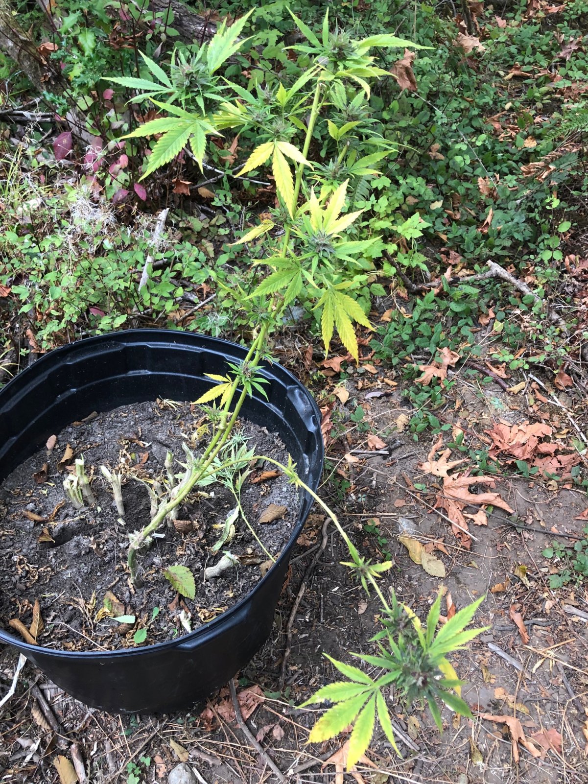 Left over bud with seeds to ripen Durban Poison.jpg