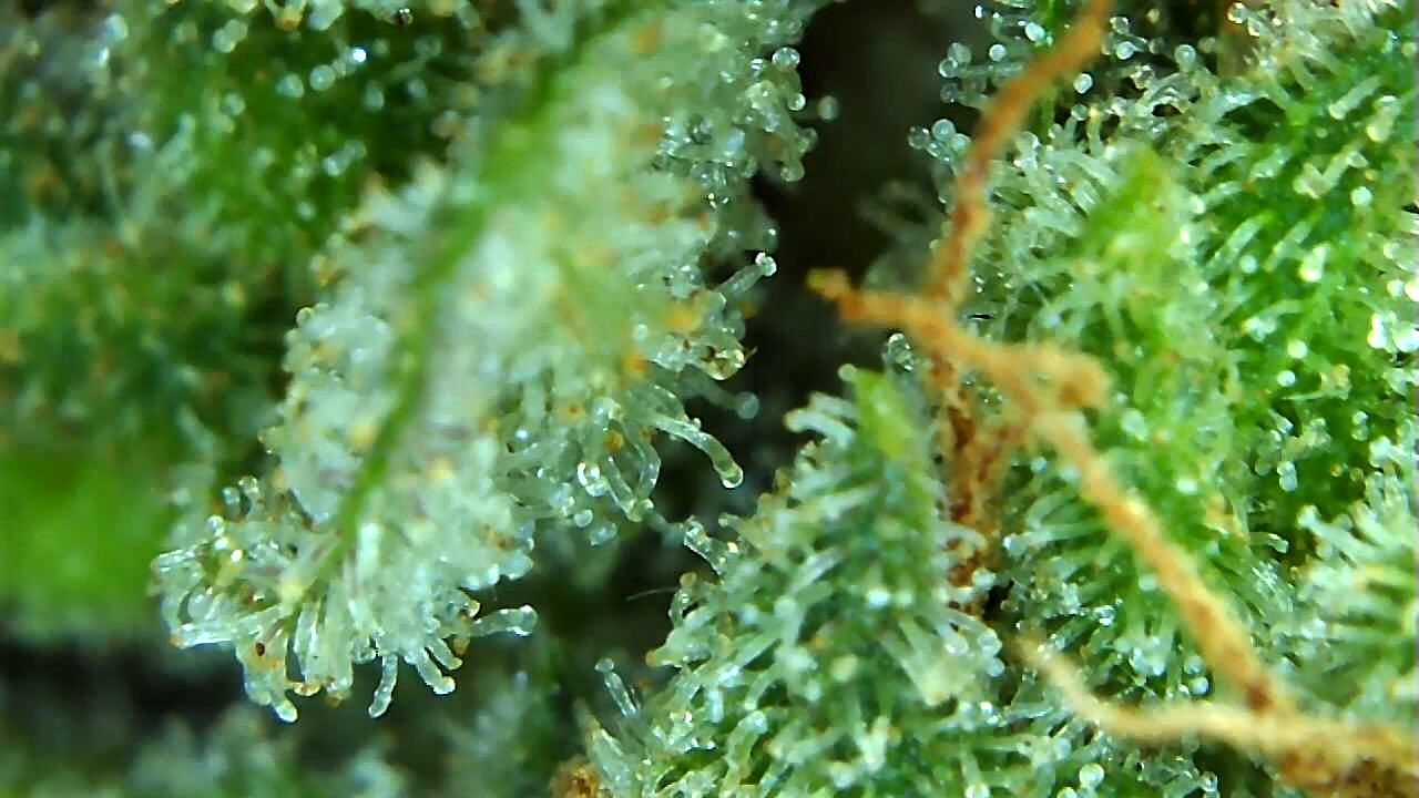 Lemon 1 trichome check 3 May 19.jpg