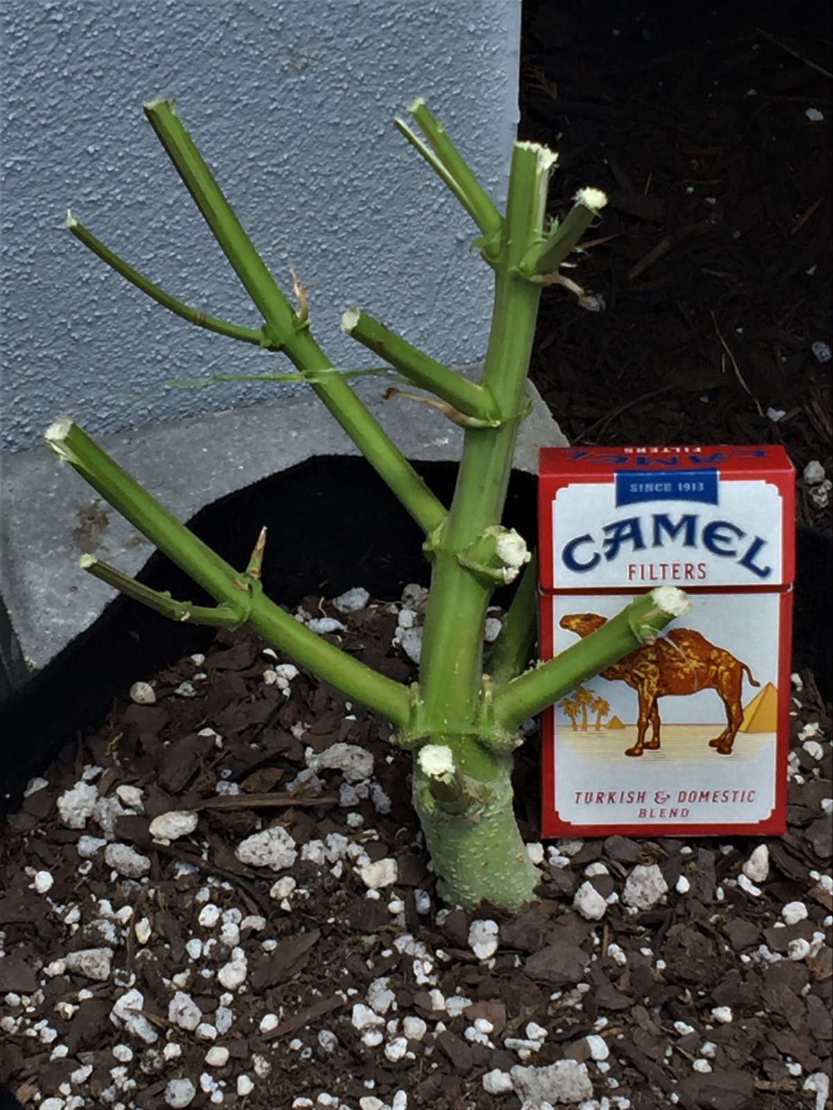 Lemon Skunk #1 stem with pack for scale.jpg