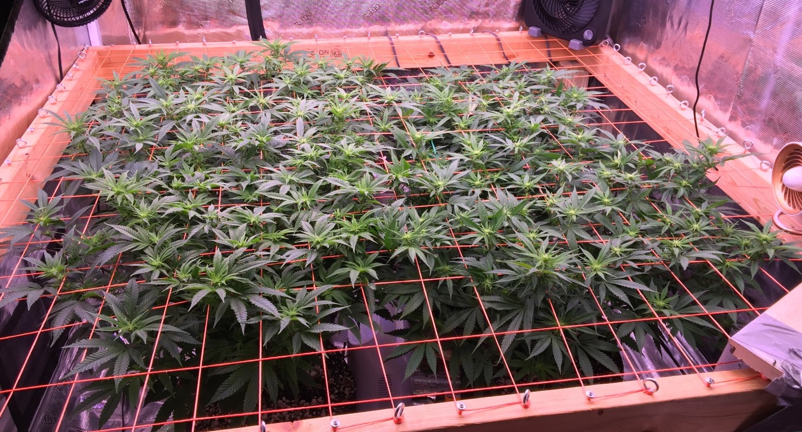 Light point of view ish of the scrog today.jpg