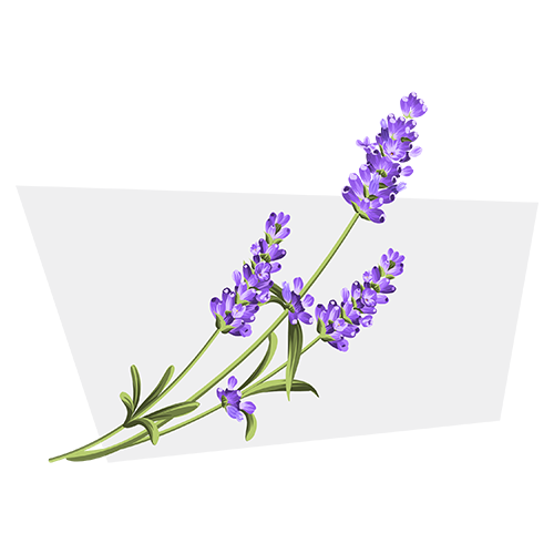 linalool-500.png