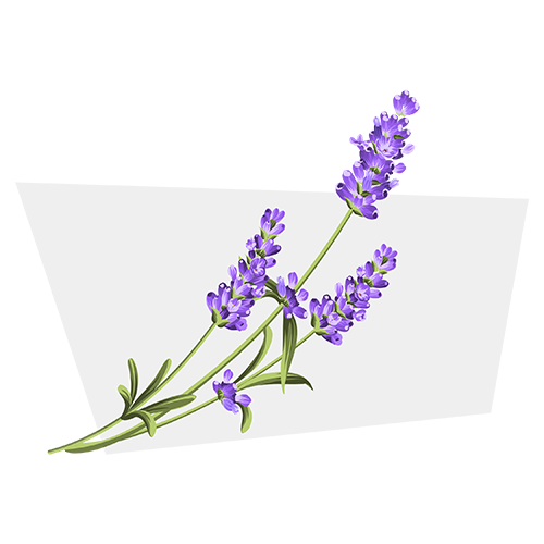 linalool-500.png