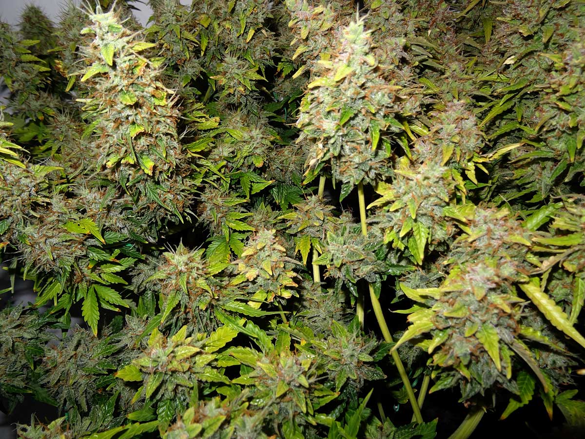 LO weed coming In to late OCT ready to flush..jpg