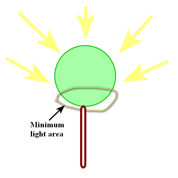 lollipop stem.jpg