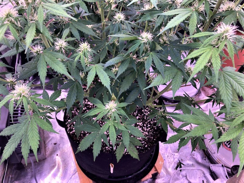 Lower leaves showing deficiency as we get higher.jpg